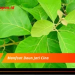 Manfaat Daun Jati Cina