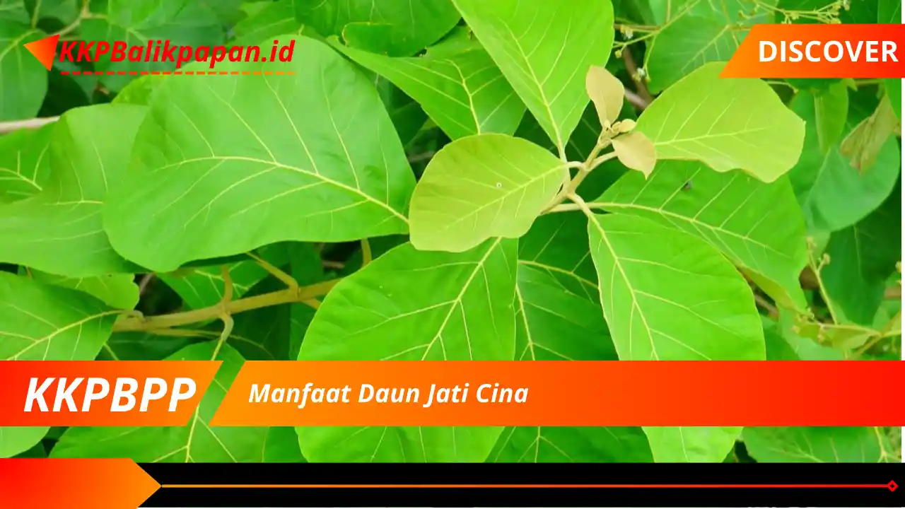 Manfaat Daun Jati Cina