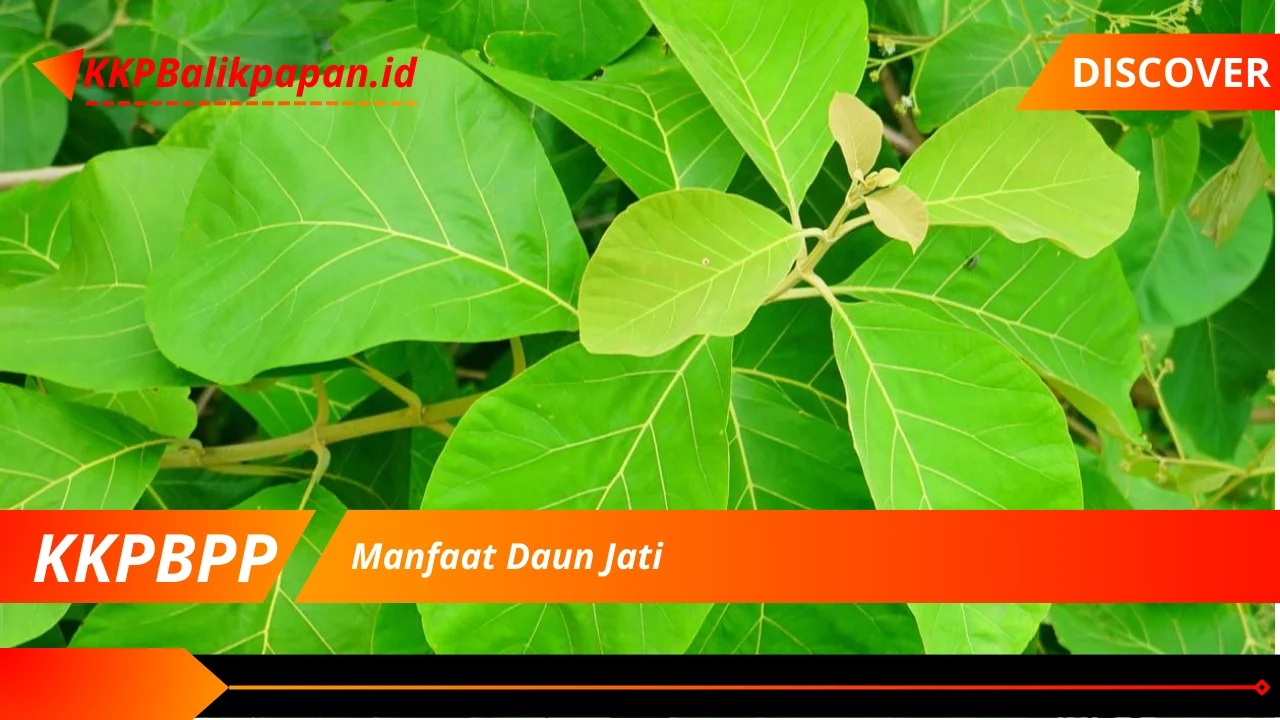 Manfaat Daun Jati