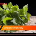 Manfaat Daun Jelatang