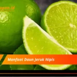 Manfaat Daun Jeruk Nipis