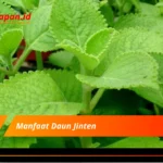 Manfaat Daun Jinten