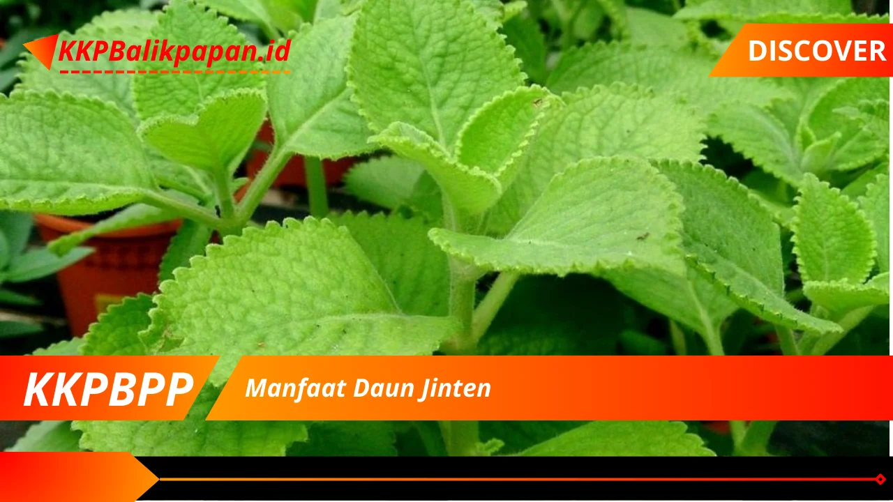 Manfaat Daun Jinten