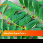 Manfaat Daun Kapuk