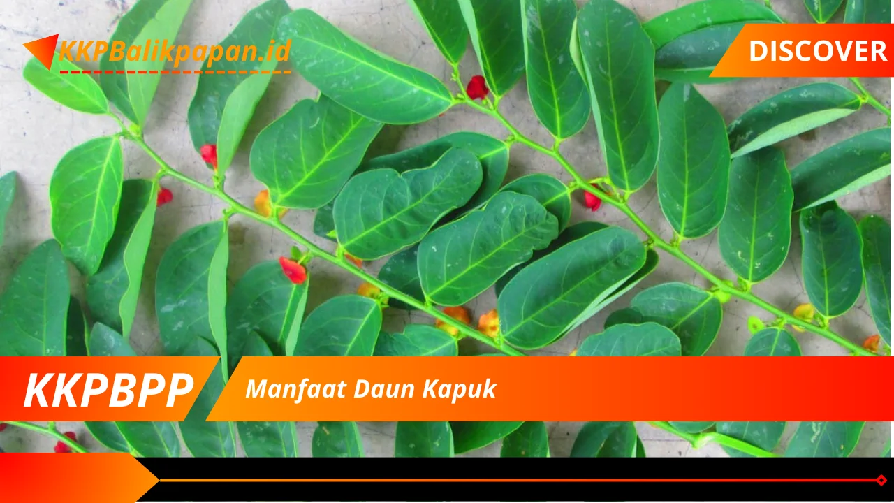 Manfaat Daun Kapuk