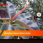 Manfaat Daun Karet Kebo