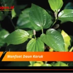 Manfaat Daun Karuk