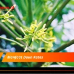 Manfaat Daun Kates