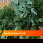 Manfaat Daun Katuk