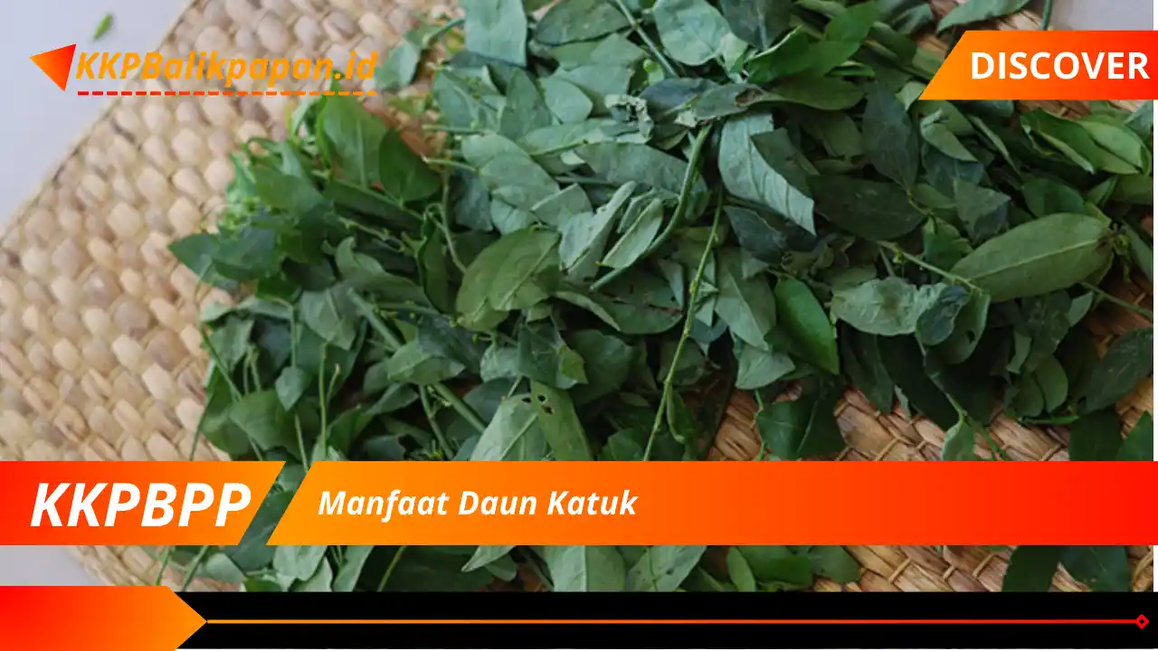 Manfaat Daun Katuk