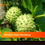 Manfaat Daun Kecubung