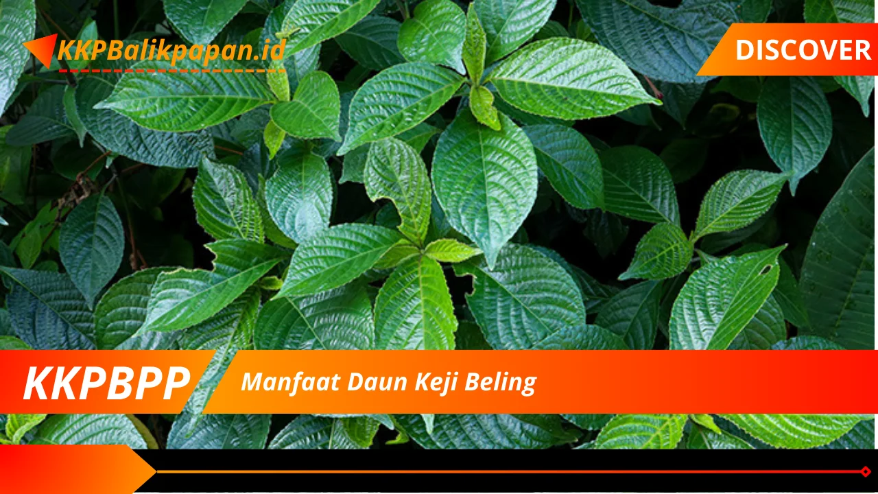 Manfaat Daun Keji Beling