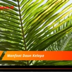 Manfaat Daun Kelapa