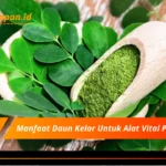 Manfaat Daun Kelor Untuk Alat Vital Pria