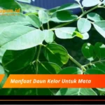 Manfaat Daun Kelor Untuk Mata