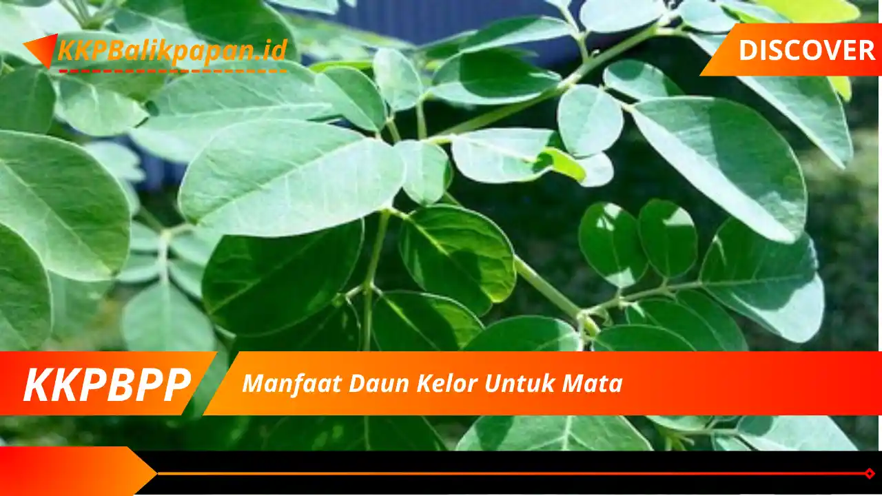 Manfaat Daun Kelor Untuk Mata