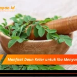 Manfaat Daun Kelor untuk Ibu Menyusui