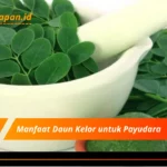 Manfaat Daun Kelor untuk Payudara