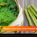 Manfaat Daun Kelor untuk Penyakit Apa Saja