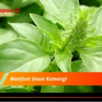 Manfaat Daun Kemangi