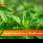 Manfaat Daun Kemangi Dimakan Mentah