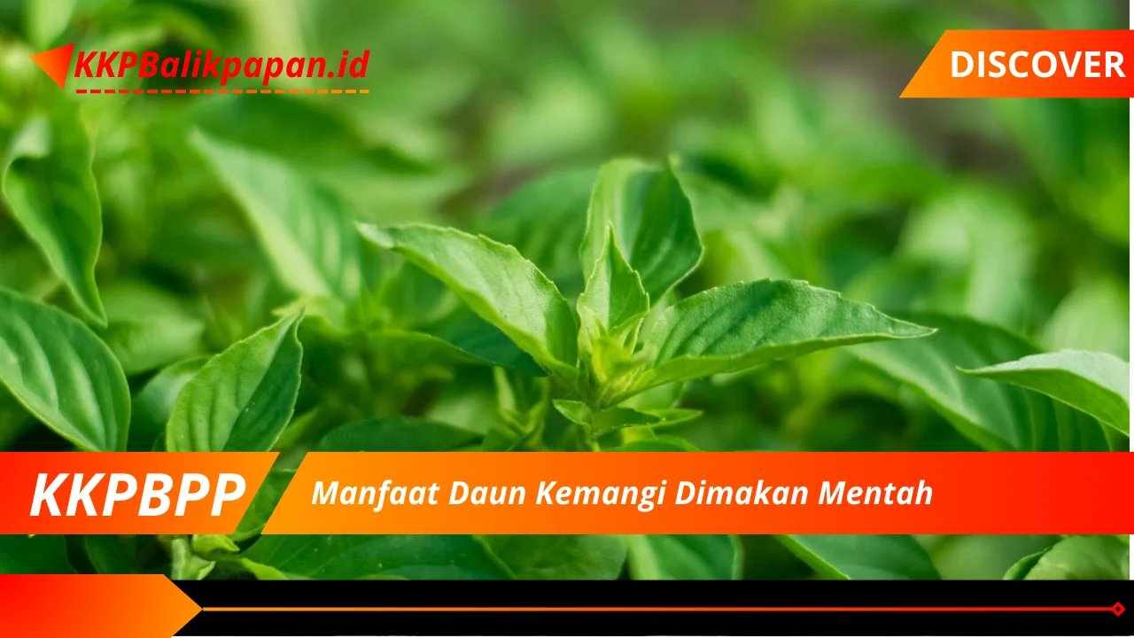 Manfaat Daun Kemangi Dimakan Mentah