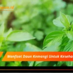 Manfaat Daun Kemangi Untuk Kesehatan