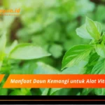 Manfaat Daun Kemangi untuk Alat Vital Pria