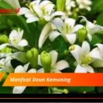 Manfaat Daun Kemuning