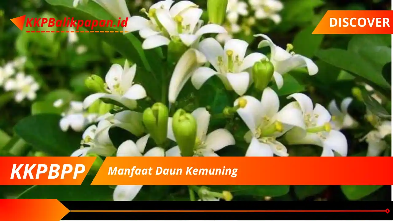 Manfaat Daun Kemuning