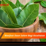 Manfaat Daun Salam Bagi Kesehatan