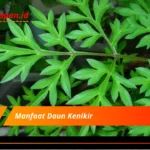 Manfaat Daun Kenikir