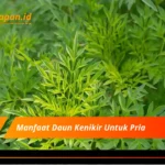 Manfaat Daun Kenikir Untuk Pria