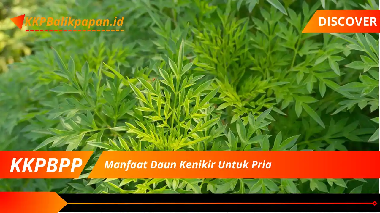 Manfaat Daun Kenikir Untuk Pria