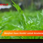 Manfaat Daun Kenikir untuk Kesehatan