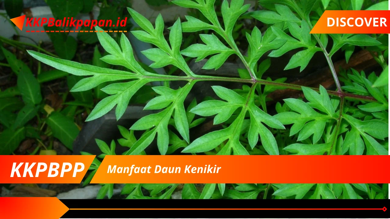 Manfaat Daun Kenikir