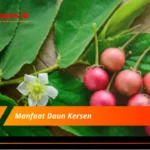 Manfaat Daun Kersen