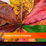 Manfaat Daun Ketapang