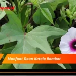 Manfaat Daun Ketela Rambat