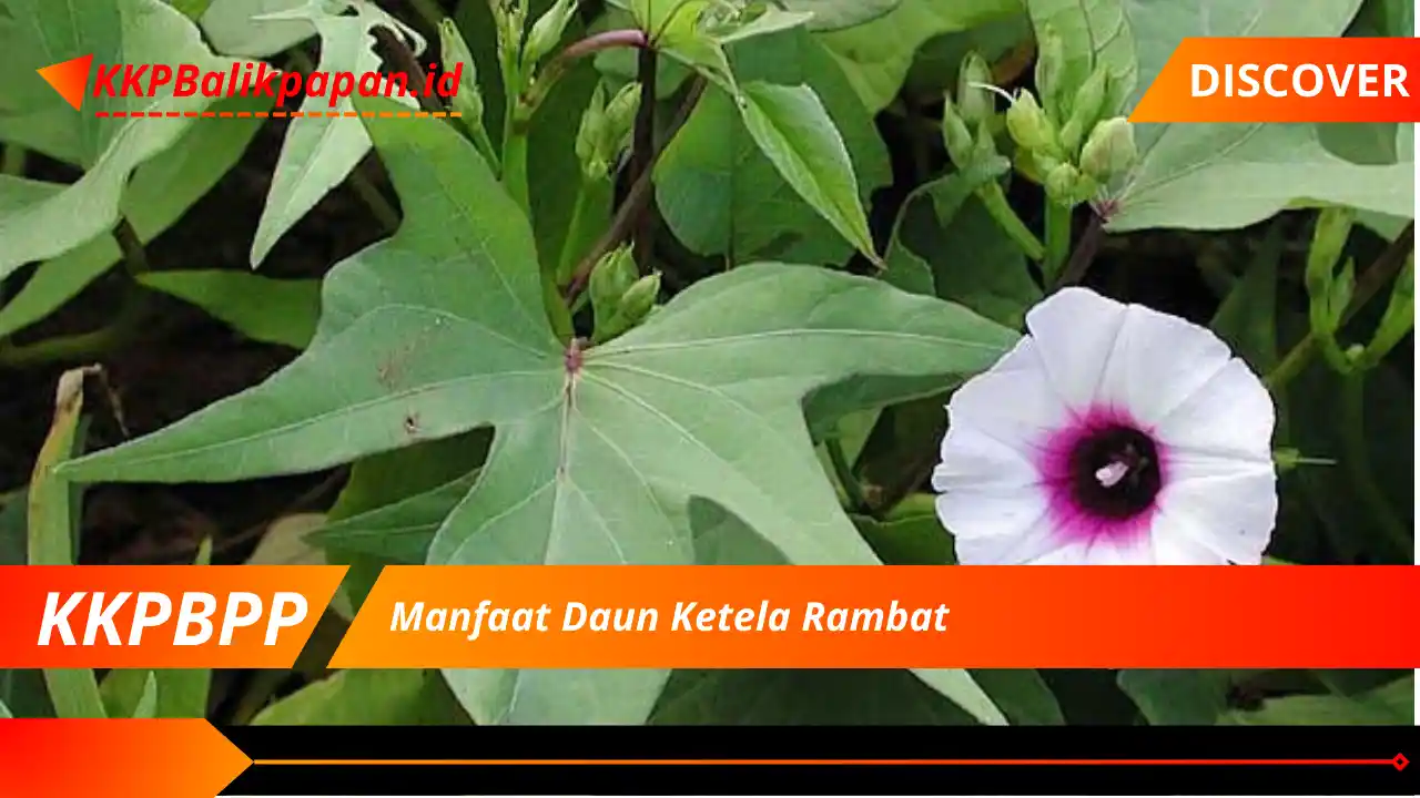 Manfaat Daun Ketela Rambat