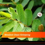 Manfaat Daun Ketepeng