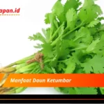 Manfaat Daun Ketumbar