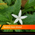 Manfaat Daun Kitolod