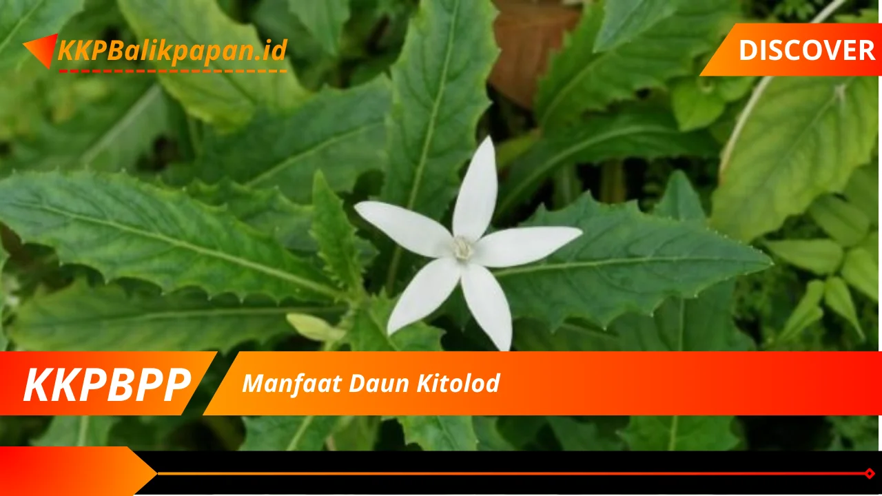 Manfaat Daun Kitolod