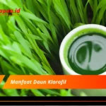 Manfaat Daun Klorofil