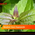 Manfaat Daun Kopasanda