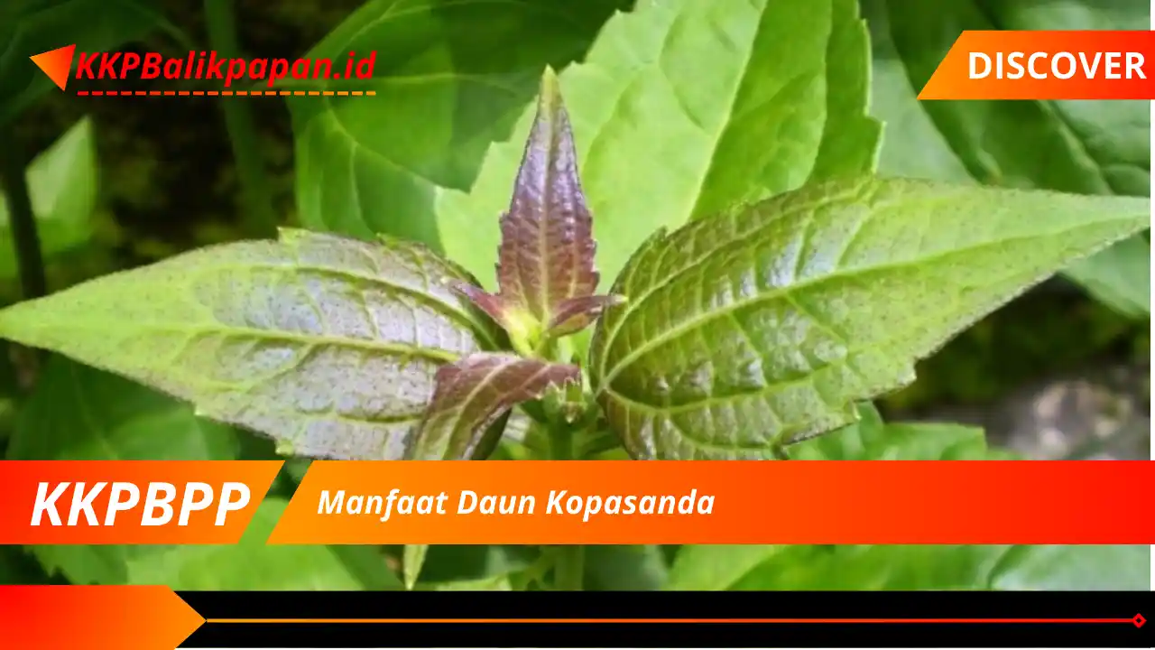 Manfaat Daun Kopasanda