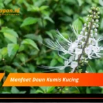 Manfaat Daun Kumis Kucing