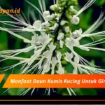 Manfaat Daun Kumis Kucing Untuk Ginjal