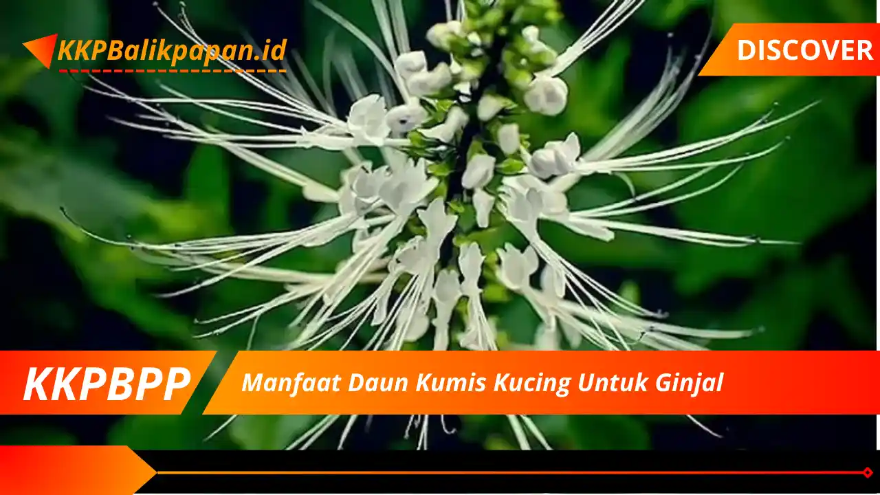 Manfaat Daun Kumis Kucing Untuk Ginjal